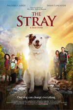 Watch The Stray 123movies