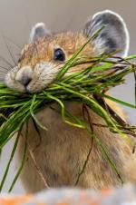 Watch Summer: Earth\'s Seasonal Secrets 123movies