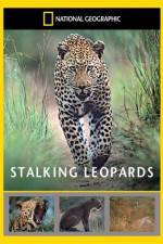 Watch National Geographic: Stalking Leopards 123movies