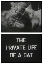 Watch The Private Life of a Cat (Short 1946) 123movies