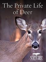 Watch The Private Life of Deer 123movies