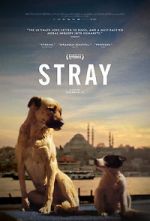 Watch Stray 123movies