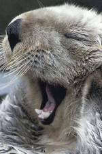 Watch Sea Otters - A Million Dollar Baby 123movies