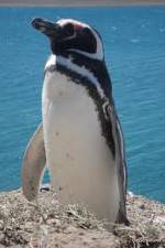 Watch National Geographic Wild Chronicles: Penguins 123movies