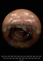 Watch Feeder (Short 2010) 123movies