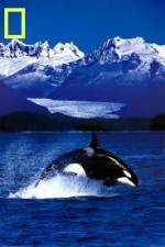 Watch National Geographic Killer Whales Of The Fjord 123movies