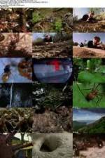 Watch National Geographic Wild - City Of Ants 123movies