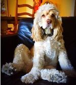 Watch War Dogs: America\'s Forgotten Heroes 123movies