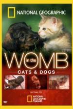 Watch National Geographic In The Womb  Cats 123movies