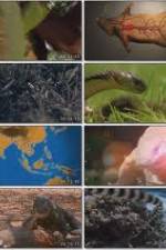 Watch National Geographic Wild : Deadliest Animals Asia Pacific 123movies