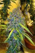 Watch Marijuana: It’s Time for a Conversation 123movies