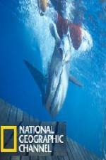 Watch National Geographic Shark Men Surfs Up 123movies