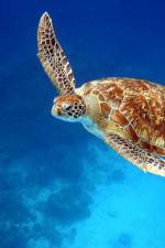 Watch Turtle 123movies