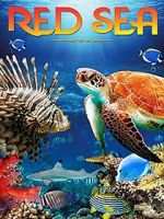 Watch Red Sea 4K 123movies