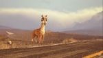 Watch Caminandes: Llama Drama (Short 2014) 123movies