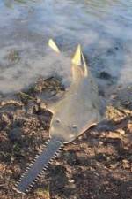 Watch National Geographic Hooked: Chainsaw Fish 123movies