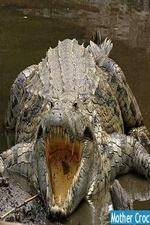 Watch National Geographic Mother Croc 123movies