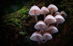 Watch Fungi: The Web of Life 123movies