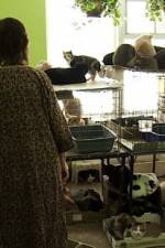 Watch Cat Ladies 123movies