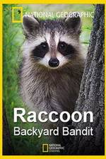 Watch Raccoon: Backyard Bandit 123movies
