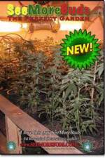 Watch SeeMoreBuds: Vol. 3 123movies