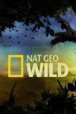 Watch Wild Tiger Queen 123movies