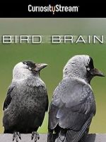 Watch Bird Brain 123movies