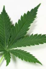 Watch Weed 123movies