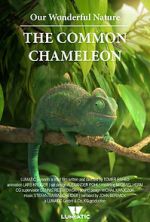 Watch Our Wonderful Nature - The Common Chameleon 123movies
