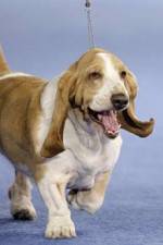 Watch Pedigree Dogs Exposed 123movies