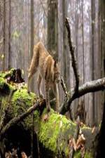 Watch National Geographic Wild Balkans 123movies