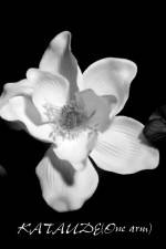 Watch Kataude 123movies