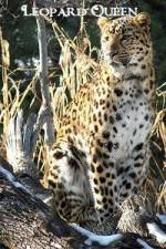 Watch National Geographic Leopard Queen 123movies