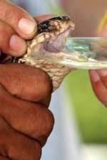 Watch History Channel Evolve:  Venom 123movies