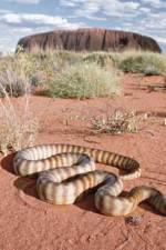 Watch DEADLY PREDATORS.AUSTRALIAN PYTHONS 123movies