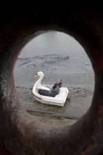 Watch Swandown 123movies