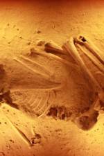 Watch Lost Cannibals of Europe 123movies