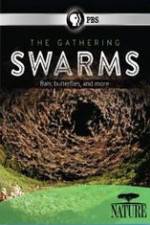 Watch Nature The Gathering Swarms 123movies