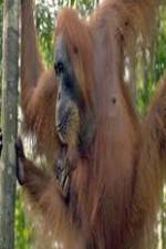 Watch Refugees Of The Lost Rainforest 123movies