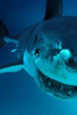 Watch National Geographic. Shark attacks investigated 123movies