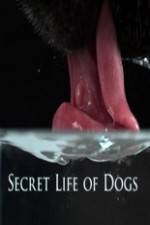 Watch Secret Life of Dog 123movies