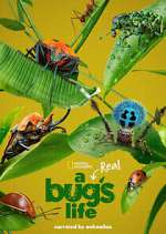 Watch A Real Bug's Life 123movies
