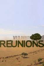 Watch Wild Animal Reunions 123movies
