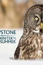 Watch Yellowstone Wildest Winter to Blazing Summer 123movies