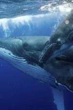 Watch Big Blue Live 123movies