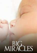 Watch Big Miracles 123movies