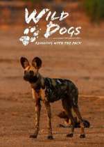 Watch Wild Dogs: Running with the Pack 123movies