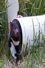 Watch Aussie Animal Island 123movies