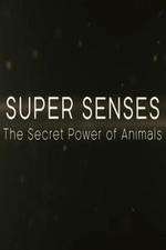 Watch Super Senses The Secret Power of Animals 123movies