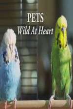 Watch Pets - Wild at Heart 123movies